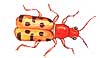 Asparagus Beetle.